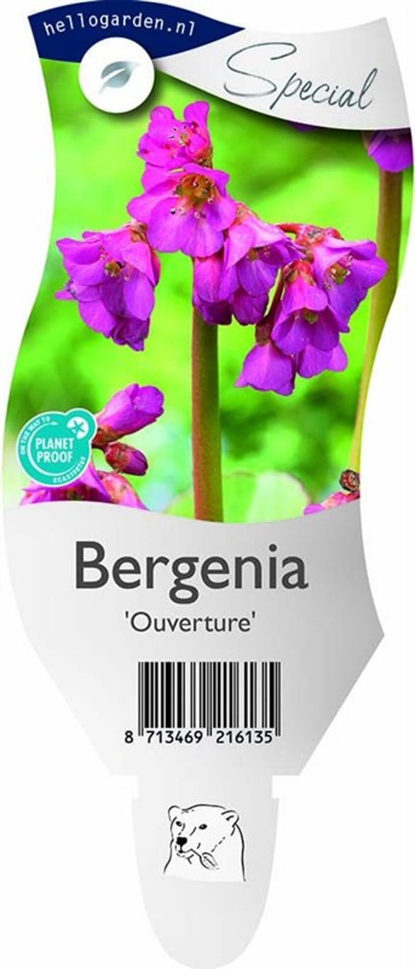 Bergenia ´Ouverture´ - P11